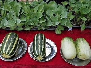 娱乐吃瓜壁纸图片大全,吃瓜壁纸大盘点